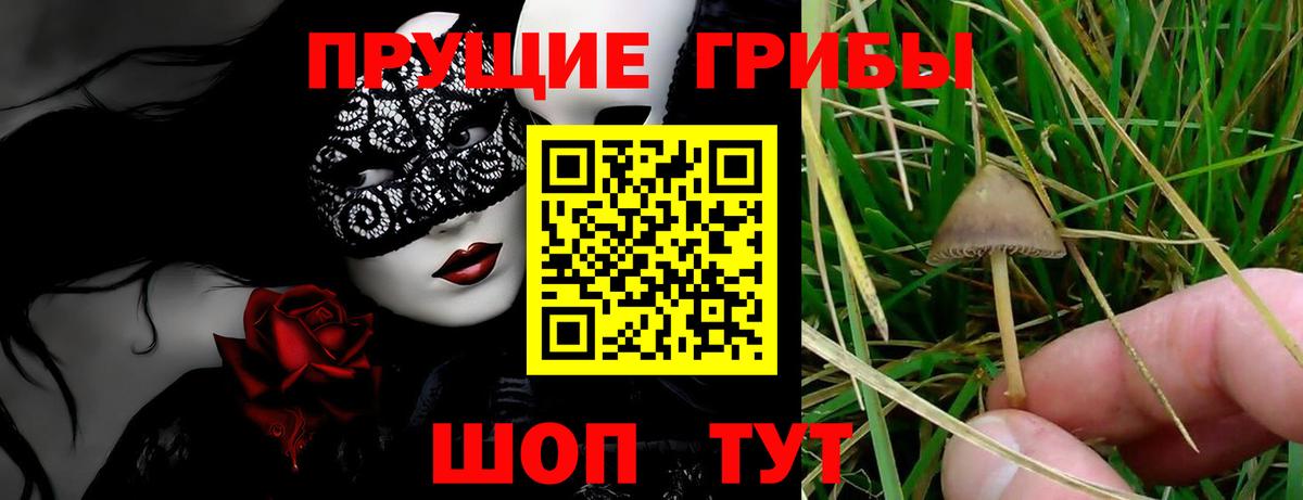 продажа наркотиков  Вход с VPN  Мытищи  Псилоцибиновые грибы Psilocybine cubensis 